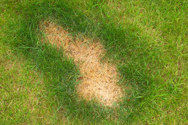 Болезни газонной травы фото и их лечение